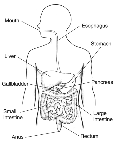 Human Digestive System Anatomy